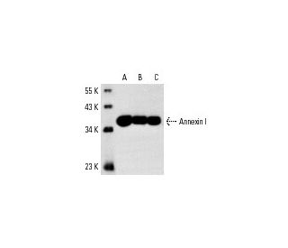 western blotting image from recommended Annexin I (EH17a) monoclonal antibody replacement. Image 3245