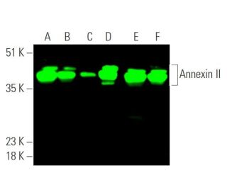 western blotting image from recommended Annexin-2/ANXA2 (C-10) monoclonal antibody replacement. Image 375266