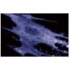 Annexin IV Antibody (4) - Immunofluorescence - Image 60549