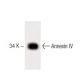 Annexin IV Antibody (4) - Western Blotting - Image 60235 