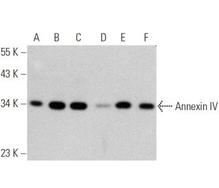 western blotting image from recommended Annexin IV (D-2) monoclonal antibody replacement. Image 359945