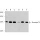 western blotting image from recommended Annexin IV (D-2) monoclonal antibody replacement. Image 359945