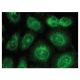 Annexin IV Antibody (H-2) - Immunofluorescence - Image 149393 