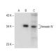 Annexin IV Antibody (H-2) - Western Blotting - Image 149513