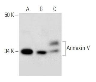 Annexin V Antibody (A-2) - Western Blotting - Image 297057 
