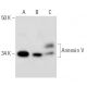 Annexin V Antibody (A-2) - Western Blotting - Image 297057 