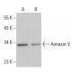 Annexin V Antibody (A-2) - Western Blotting - Image 379554