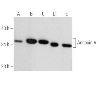 Annexin V Antibody (H-3) - Western Blotting - Image 354712 
