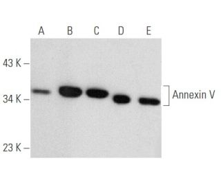 western blotting image from recommended Annexin V (H-3) monoclonal antibody replacement. Image 354712