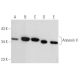 western blotting image from recommended Annexin V (H-3) monoclonal antibody replacement. Image 354712