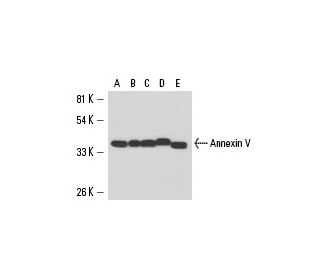 Annexin V Antibody (H-3) - Western Blotting - Image 15875 