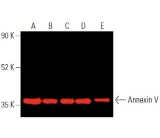 Annexin V Antibody (H-3) - Western Blotting - Image 400101