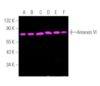 Annexin VI Antibody (E-5) - Western Blotting - Image 390787 