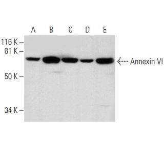 Annexin VI Antibody (G-10) - Western Blotting - Image 291040 