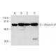 Este anticuerpo policlonal ha dejado de fabricarse. Consulta nuestro anticuerpo monoclonal recomendado <a href="annexin-vi-antibody-e-5">Annexin VI (E-5)</a> (se muestran datos de muestra). western blotting image from recommended Annexin VI (E-5) monoclonal antibody replacement. Image 291041