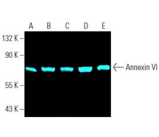 Annexin VI Antibody (E-5) - Western Blotting - Image 397447