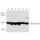 western blotting image from recommended Annexin VII (A-1) monoclonal antibody replacement. Image 6619