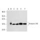 Annexin VIII Antibody (C-11) - Western Blotting - Image 320299