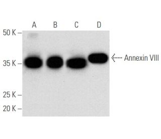 western blotting image from recommended Annexin VIII (C-11) monoclonal antibody replacement. Image 354776