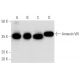 western blotting image from recommended Annexin VIII (C-11) monoclonal antibody replacement. Image 354776