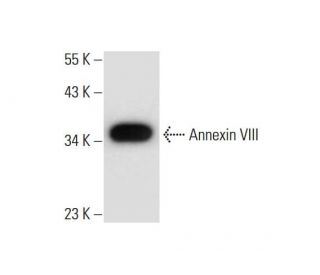 Annexin VIII Antibody (D-1) - Western Blotting - Image 297576 