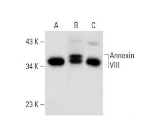 Annexin VIII Antibody (F-12) - Western Blotting - Image 296291 