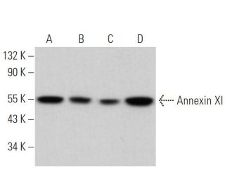 western blotting image from recommended Annexin XI (D-12) monoclonal antibody replacement. Image 371118