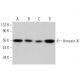 western blotting image from recommended Annexin XI (D-12) monoclonal antibody replacement. Image 371118