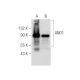 western blotting image from recommended ANO1 (C-5) monoclonal antibody replacement. Image 281637