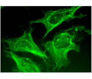 ano2-antibody-d-2-