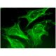 ANO2 Antibody (D-2) - Immunofluorescence - Image 295424