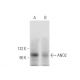 ANO2 Antibody (D-2) - Western Blotting - Image 291842 