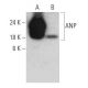 ANP Antibody (F-2) - Western Blotting - Image 358546 