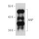 ANP Antibody (F-2) - Western Blotting - Image 389865