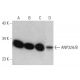 western blotting image from recommended ANP32A/B (A-2) monoclonal antibody replacement. Image 358681