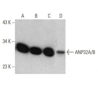 ANP32A/B Antibody (A-2) - Western Blotting - Image 358681 