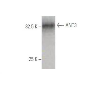 western blotting image from recommended ANT3 (2A9) monoclonal antibody replacement. Image 347648