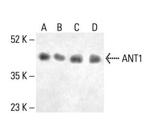 ANT1 Antibody (E-7) - Western Blotting - Image 411855