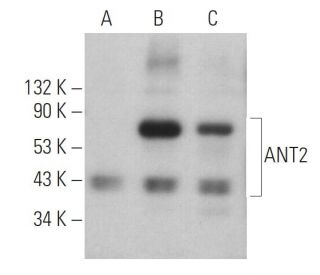 ANT2 Antibody (F-7) - Western Blotting - Image 395953