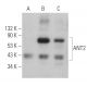 ANT2 Antibody (F-7) - Western Blotting - Image 395953