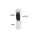 anti-Cy3 Antibody (A-6) - Western Blotting - Image 127279