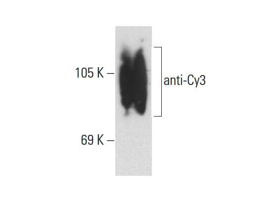 anti-Cy3 Antibody (A-6) | SCBT - Santa Cruz Biotechnology