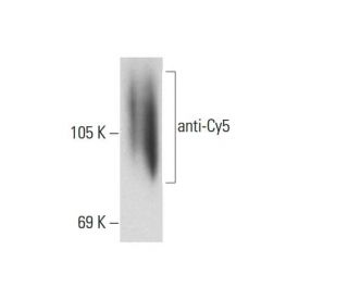 anti-Cy5 Antibody (B-2) - Western Blotting - Image 127280 