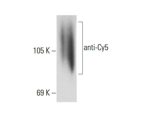 Anti-Cy5抗体 (B-2) | SCBT - Santa Cruz Biotechnology