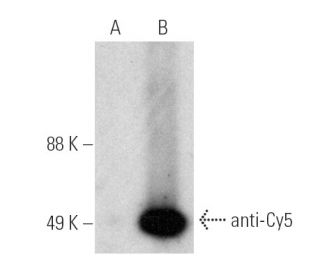 Anti-Cy5 Antibody (B-2) - Western Blotting - Image 390984