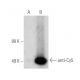 anti-Cy5 Antibody (B-2) - Western Blotting - Image 390984