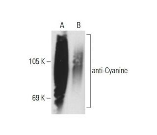 anti-Cyanine Antibody (C-2) - Western Blotting - Image 127278