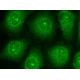 Antiquitin Antibody (C-4) - Immunofluorescence - Image 145477 
