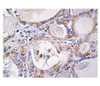 Antiquitin Antibody (C-4) - Immunohistochemistry - Image 161084 