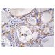 Antiquitin Antibody (C-4) - Immunohistochemistry - Image 161084 
